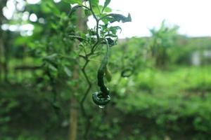 Hot chili peppers growing plant. Red and green Chile peppers plant photo