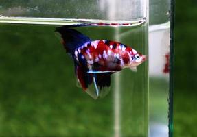 Betta Fish picture The Beautiful, and Very Popular, Siamese Fighting Fish photo