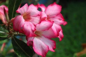 Beautiful adenium flowers plant photo. Elegant pink adenium flowers plants photo