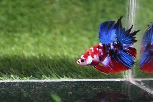 Betta Fish picture The Beautiful, and Very Popular, Siamese Fighting Fish photo