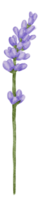 blomma element akvarell bröllop blomma png