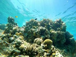 Coral reef and water plants in the Red Sea, Eilat Israel photo