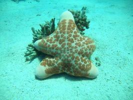 Estrella de mar en el fondo del mar rojo, Eilat, Israel foto