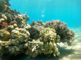 Arrecifes de coral y plantas acuáticas en el mar rojo, eilat israel foto