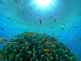 Coral reef and water plants in the Red Sea, Eilat Israel photo