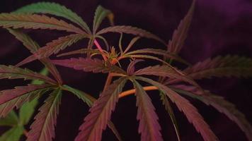 Cannabis plants growing in an indoor farm. video
