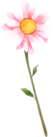 élément de fleur fleur de mariage aquarelle png