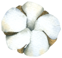 cotton flower watercolor hand paint png