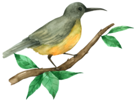 Bird watercolor hand paint png