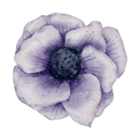 anemone blomma akvarell png