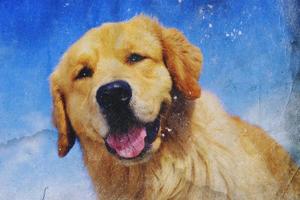 dog close-up photo poster image