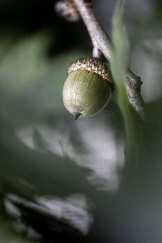 Acorns on Tree photo