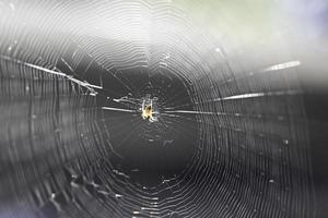 Spider On Web photo