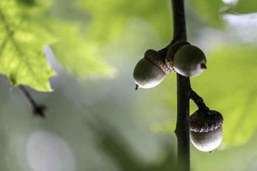 Acorns on Tree photo