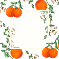 acquerello con cornice di frutta arancione png
