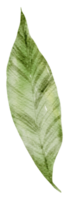 acuarela de elemento de hoja png