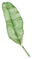 blad element akvarell png