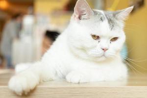 cute cat looking around, concept of pets, domestic animals. Close-up portrait of cat sitting down looking around photo