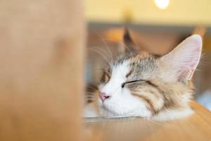 Cat sleeping on a wooden table. sleeping cat photo