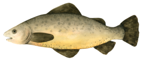 pintura de mano de acuarela de pescado png