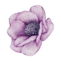 anemone blomma akvarell png