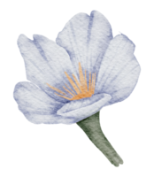 élément de fleur fleur de mariage aquarelle png