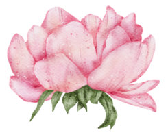 Anemone flower watercolor png