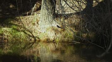 ein Spatz auf einem Baum und Fluss video