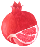 granatäpple akvarell handfärg png