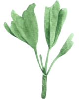Green Leaf Element watercolor png