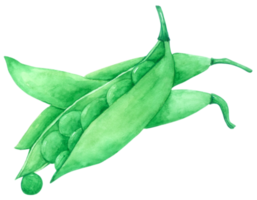 vegetabilisk akvarell handfärg png