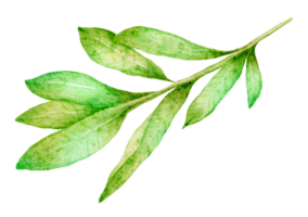 grönt blad element vattenfärg png