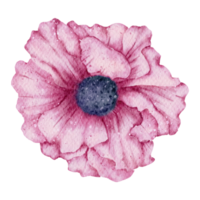 aquarelle de fleur d'anémone png