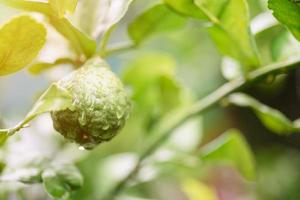 La bergamota verde fresca crece con cuidado natural. y cultivado orgánicamente, para ser utilizado como ingrediente medicinal los antiguos usaban aceites esenciales para aliviar síntomas y curar enfermedades. también cocina. foto