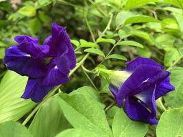 collection of natural flower in backyard photo