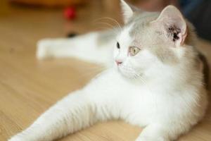 cute cat looking around, concept of pets, domestic animals. Close-up portrait of cat sitting down looking around photo