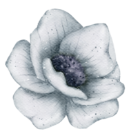 acquerello di fiori di anemone png