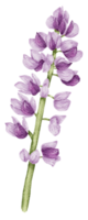 blomma element akvarell bröllop blomma png