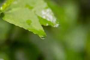 Closeup of dew drops on a green leaf photo