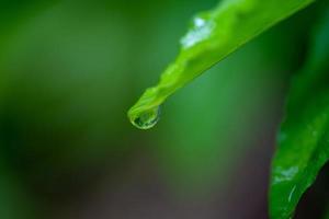 Closeup of dew drops on a green leaf photo
