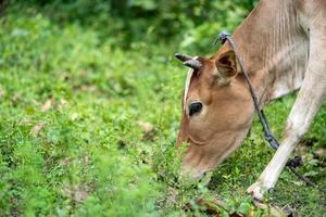 Brown color cow the calf photo