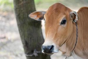 Brown color cow the calf photo