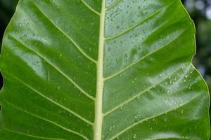 Closeup of dew drops on a green leaf photo