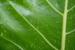 Closeup of dew drops on a green leaf photo