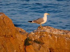 Seagulls on the cliffs of the Costa Brava, Spain photo