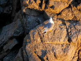 Light-plumaged gulls typical of the Catalan Costa Brava, Mediterranean, Spain. photo