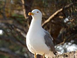 Light-plumaged gulls typical of the Catalan Costa Brava, Mediterranean, Spain. photo