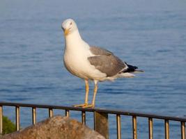 gaviotas de plumaje ligero típicas de la costa brava catalana, mediterráneo, españa. foto