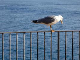 Seagulls over the blue mediterranean sea on the catalan costa brava photo