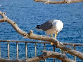 gaviotas sobre el azul del mar mediterráneo en la costa brava catalana foto